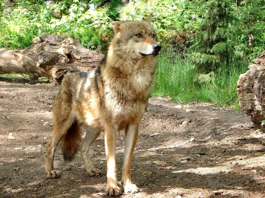 /Vlk  -  foto Karel Netsch.