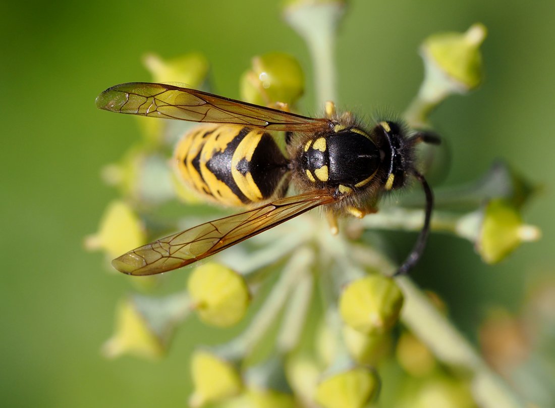 /Vespula germanica, sameček, zobrazené žilky na křídlech.