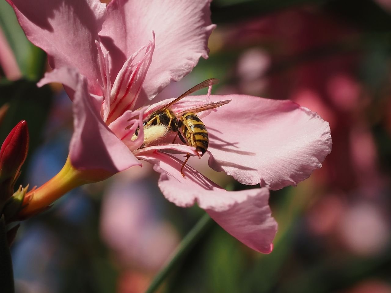/Oleandr se zobrazenou třásnitou pakorunkou a s vosou obecnou.