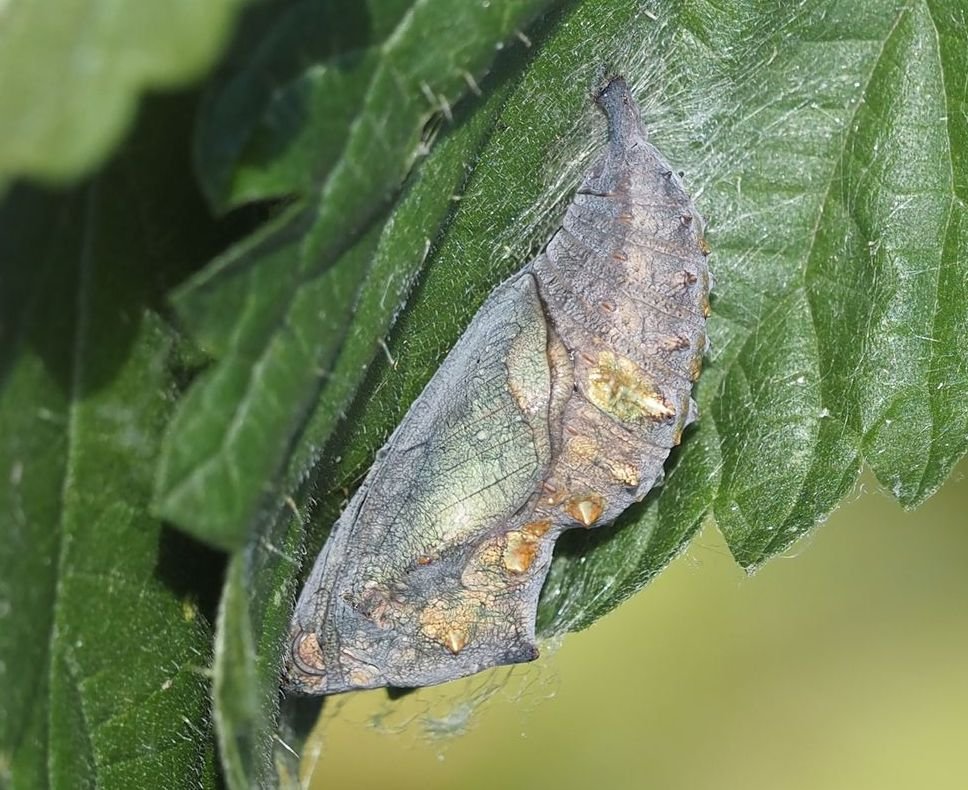 /Kukla babočky admirál