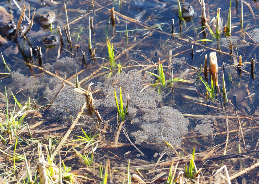 /Vajíčka skokanů hnědých. /Vajíčka skokanů hnědých.