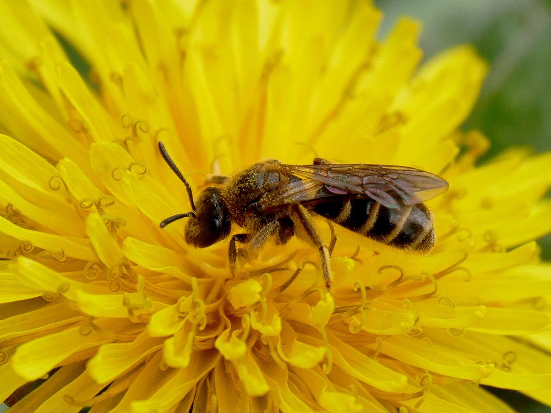 /Lasioglossum calceatum, samička.