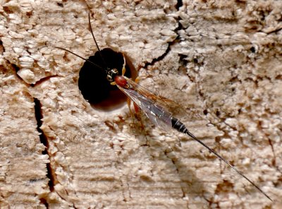 Lumek Perithous scurra