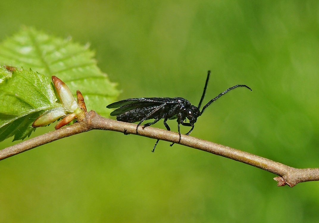 /Pilatka kokoříková, fotografovaná z boku.