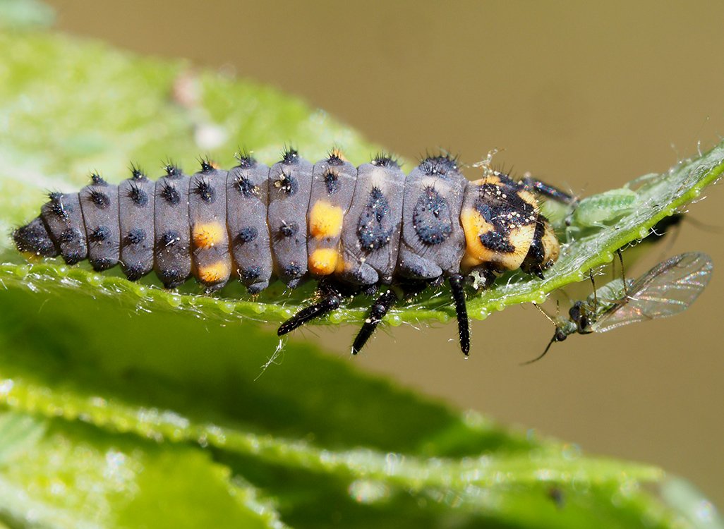 /Larva slunéčka, zobrazená hlava.