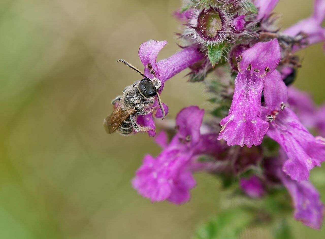 /Lasioglossum malachurum, sameček. Foto Radim Herman.