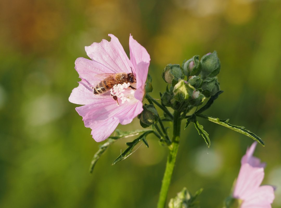 /Malva alcea - vrchol lodyhy s poupaty a květ se včelou. /Malva alcea - vrchol lodyhy s poupaty a květ se včelou.