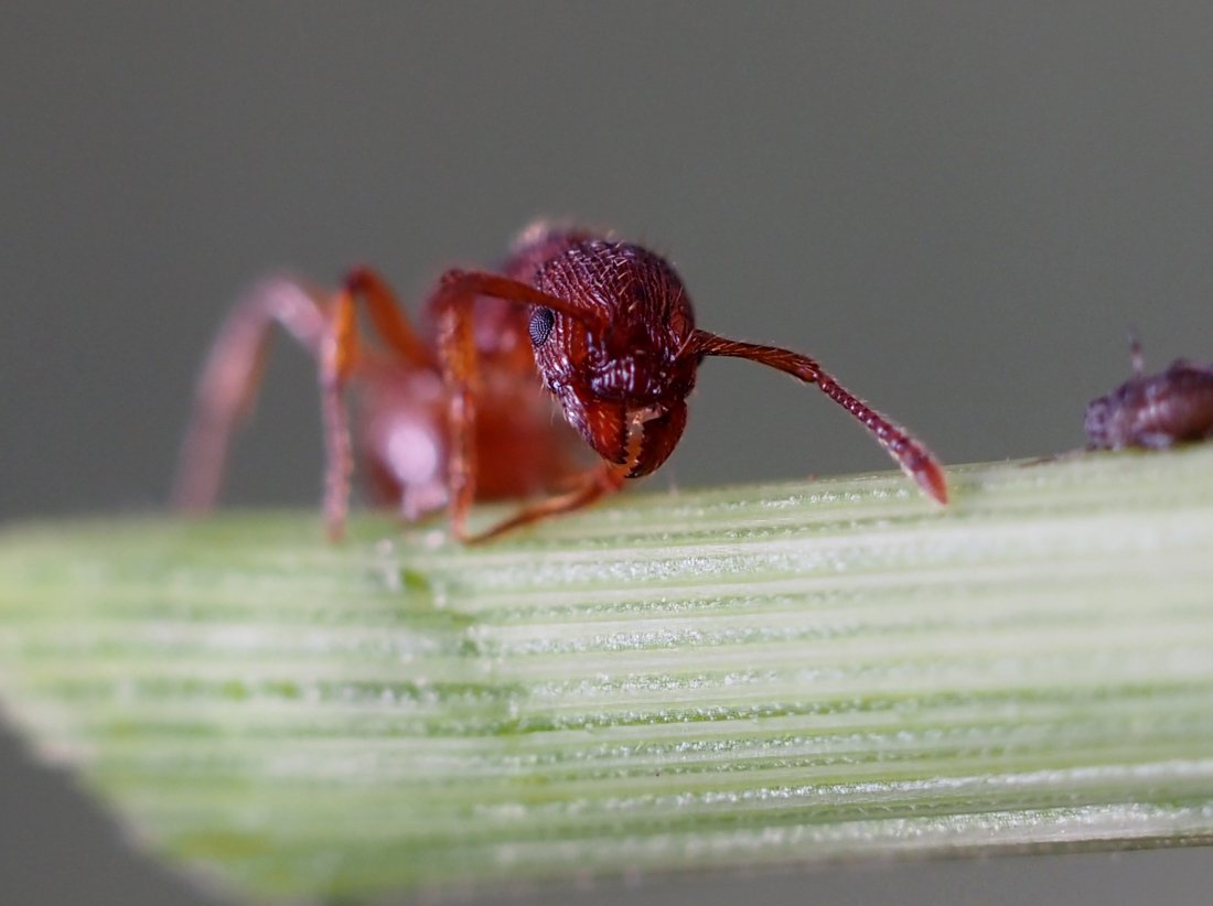 /Mravenec rodu Myrmica, portrét a kusadla. /Mravenec rodu Myrmica, portrét a kusadla.