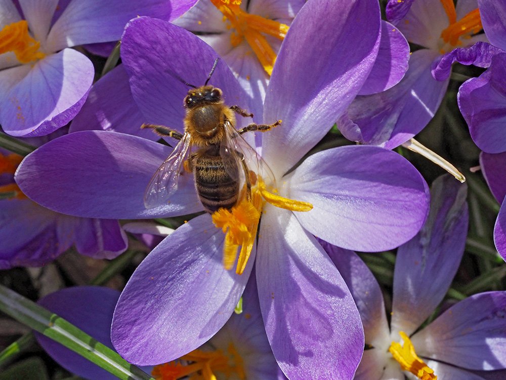 /Krokus Tommasiniho, s dělnicí včely medonosné. /Krokus Tommasiniho, s dělnicí včely medonosné.