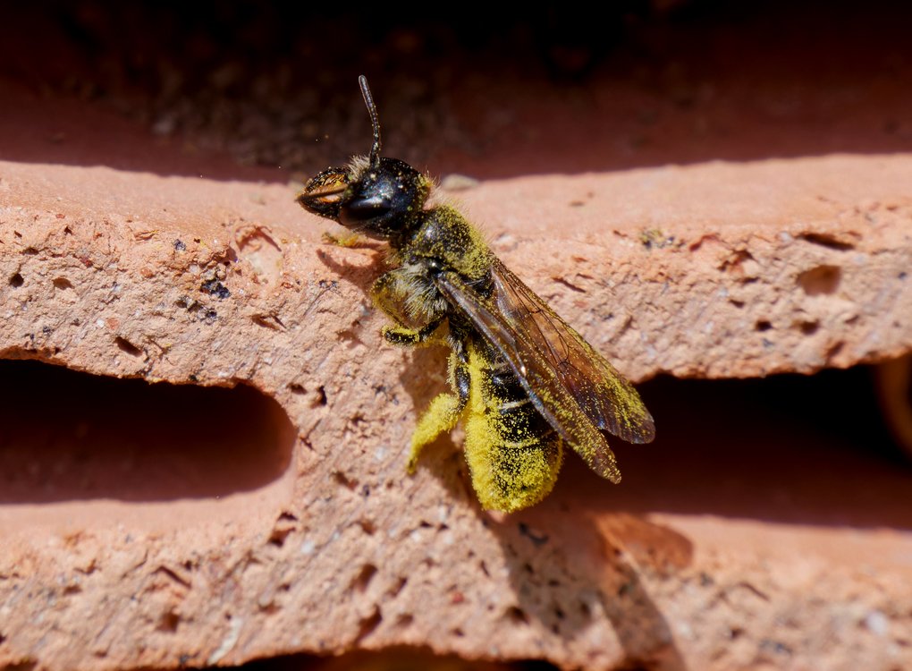 /Chelostoma florisomne, samička s nákladem pylu na cestě ke svému hnízdečku. /Chelostoma florisomne, samička s nákladem pylu na cestě ke svému hnízdečku.