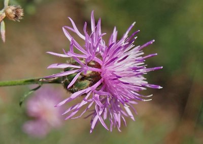 Chrpa latnatá