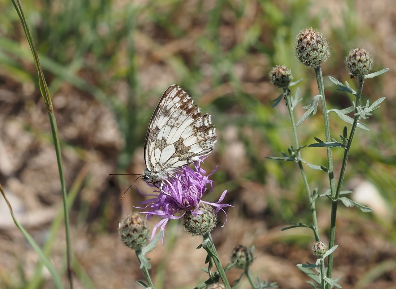 /Okáč bojínkový na chrpě.