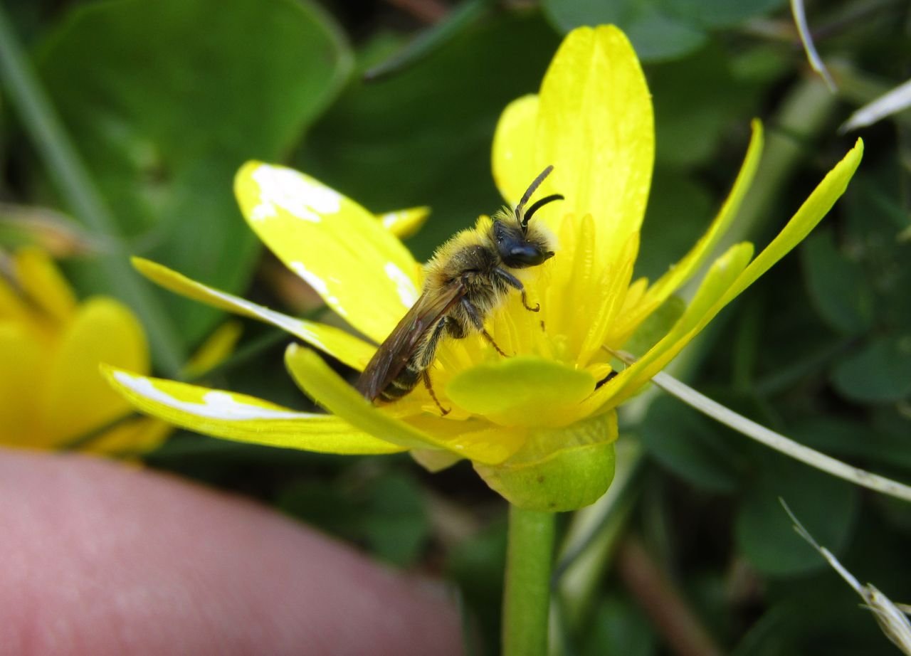 /Andrena dorsata sameček z boku. Foto David Říha.
