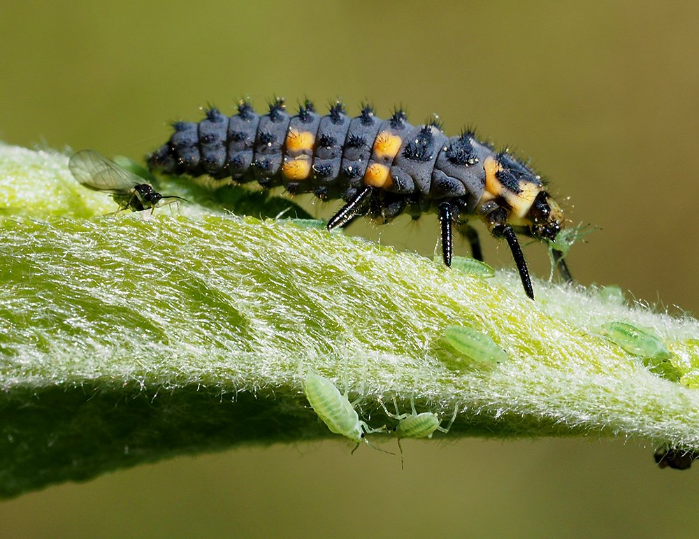 /Larva slunéčka květen 2020.