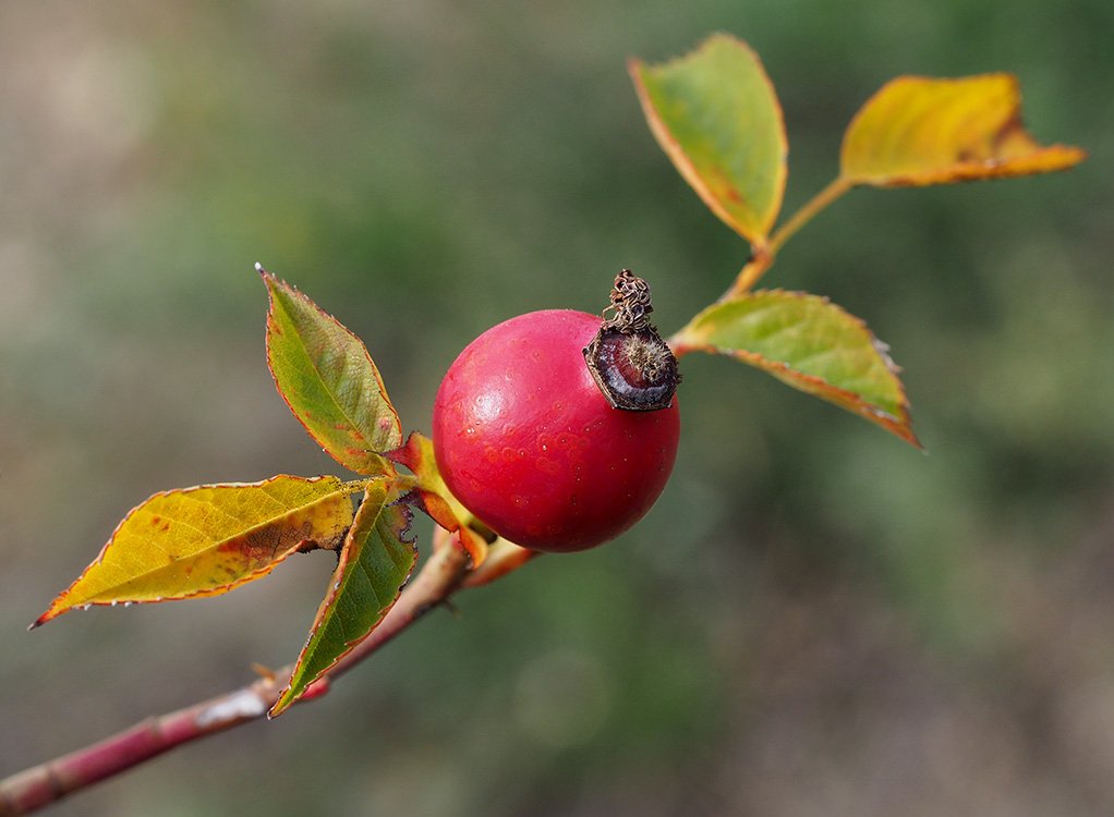 /Šípek na plané růži. /Šípek na plané růži.