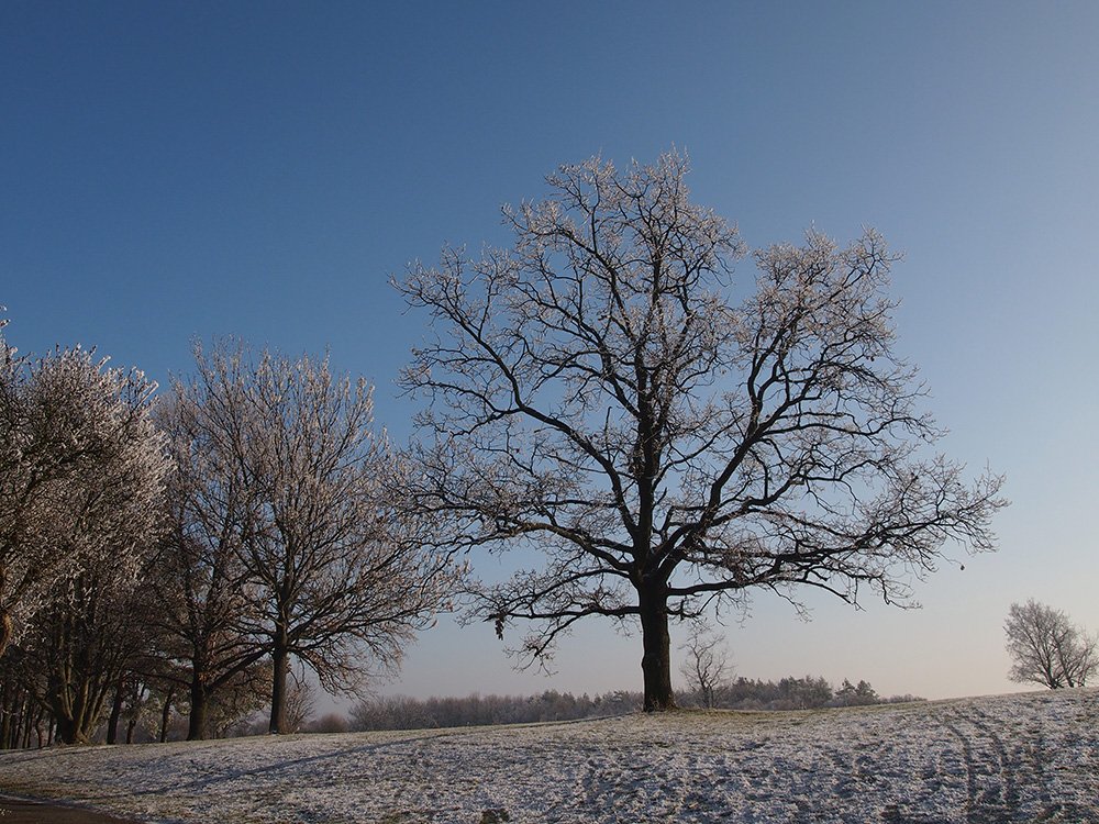 /Strom bez listů, fotografovaný proti obloze.