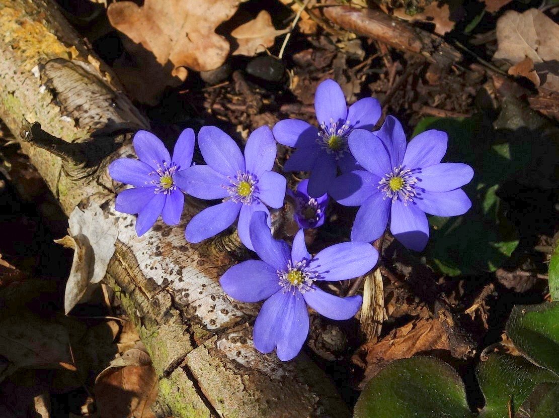 /Tmavomodrá podléška. Foto Karel Netsch. /Tmavomodrá podléška. Foto Karel Netsch.