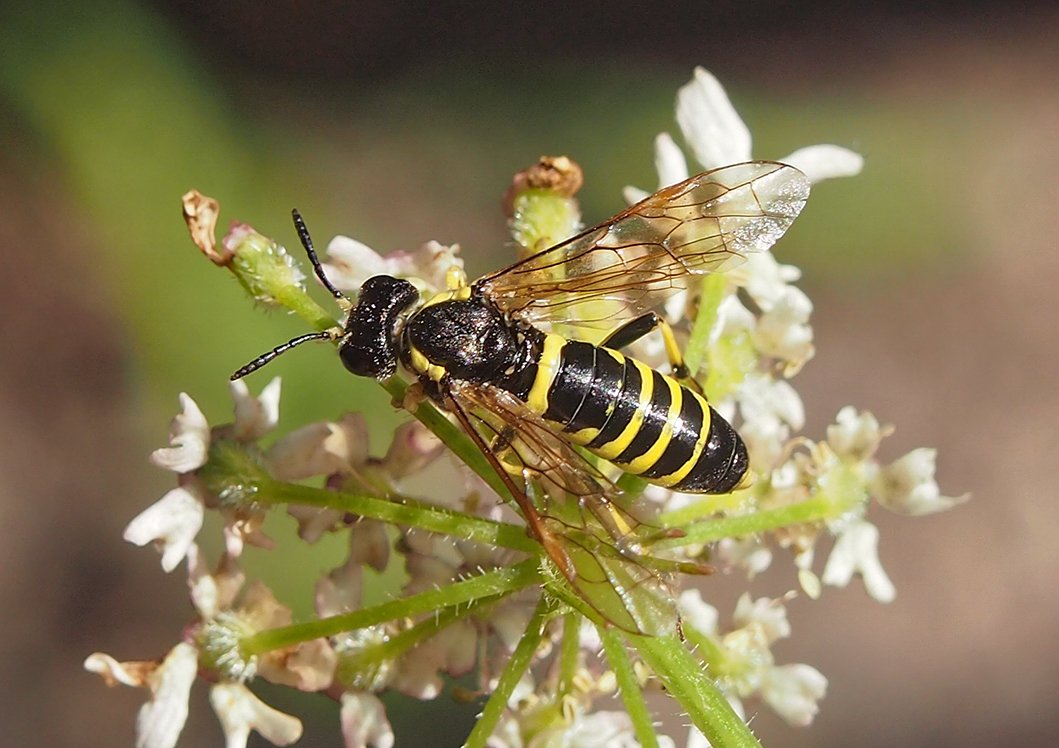 /Pilatka Tenthredo notha, foto shora.