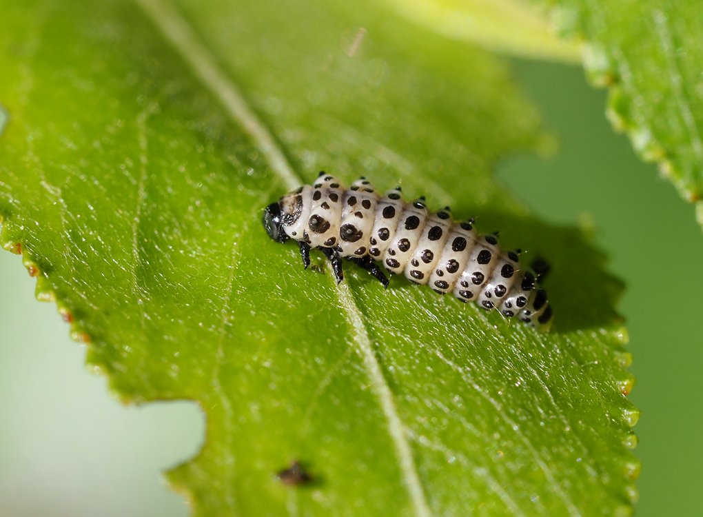 /Mandelinka Chrysomela vigintipunctata, larva.