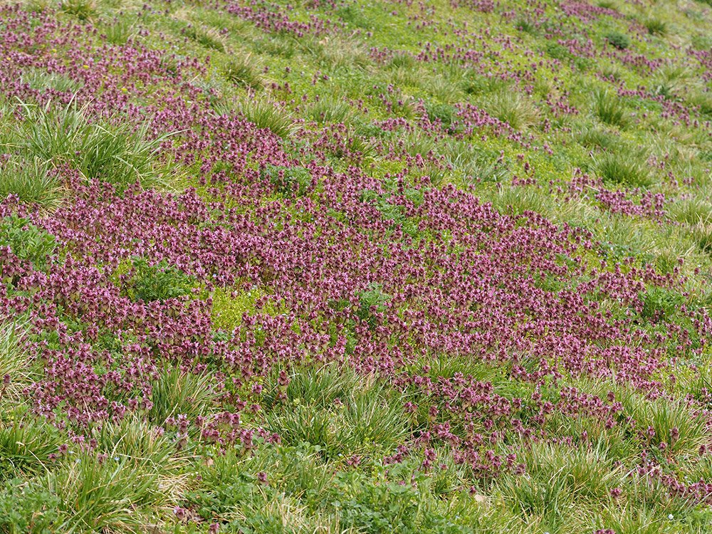 /Hluchavka nachová, porost na hrázi.