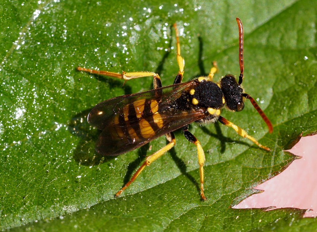 /Nomada succincta, květen 2021.