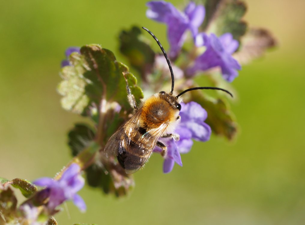/Stepnice jarní, sameček s dlouhými tykadly. /Stepnice jarní, sameček s dlouhými tykadly.