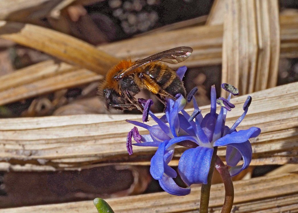 /Pískorypka dvoubarvá, samička, startuje k odletu.