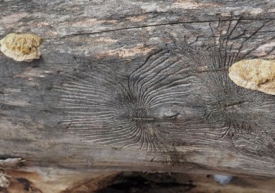 Brouk bělokaz javorový (Scolytus koenigi) v Praze 6.