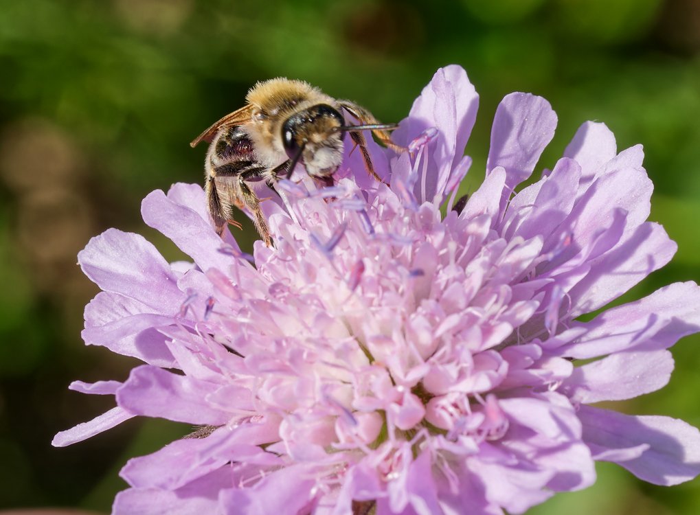 /Andrena hattorfiana, samečkové mají bílý čelní štítek.