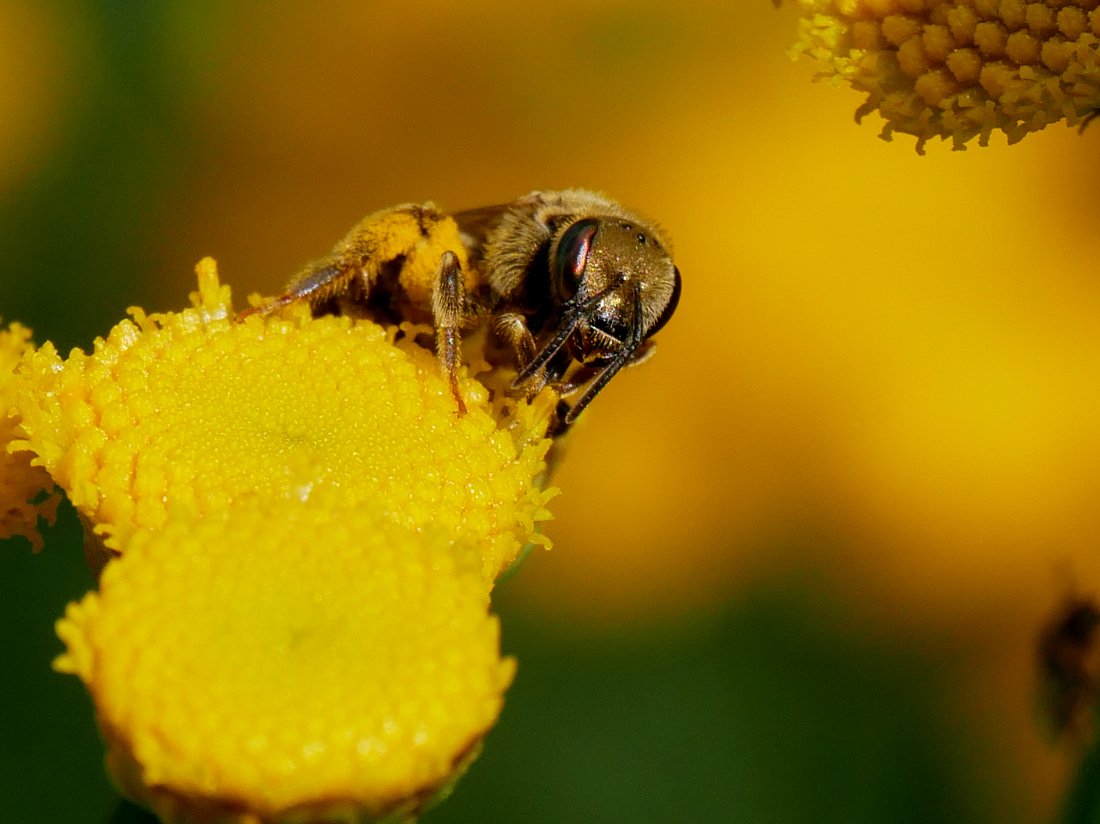 /Halictus subaurus, hlava s kusadly.
