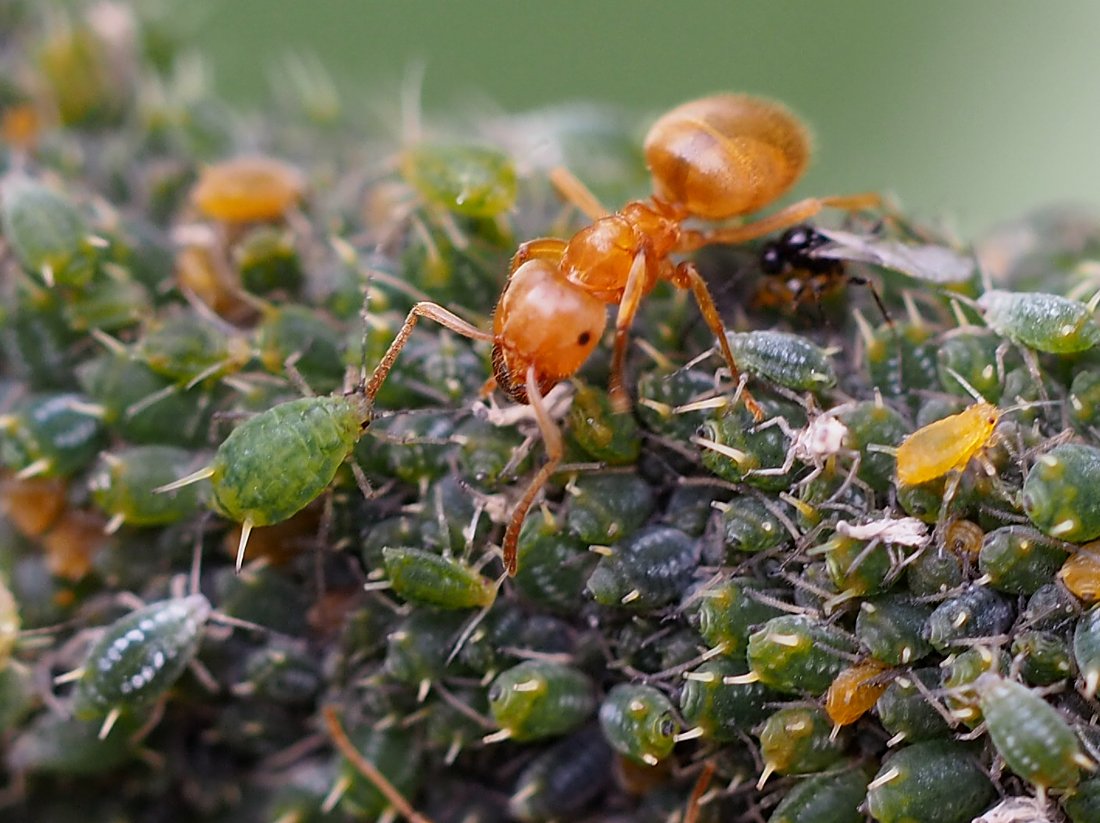 /Lasius umbratus, zobrazená kusadla.