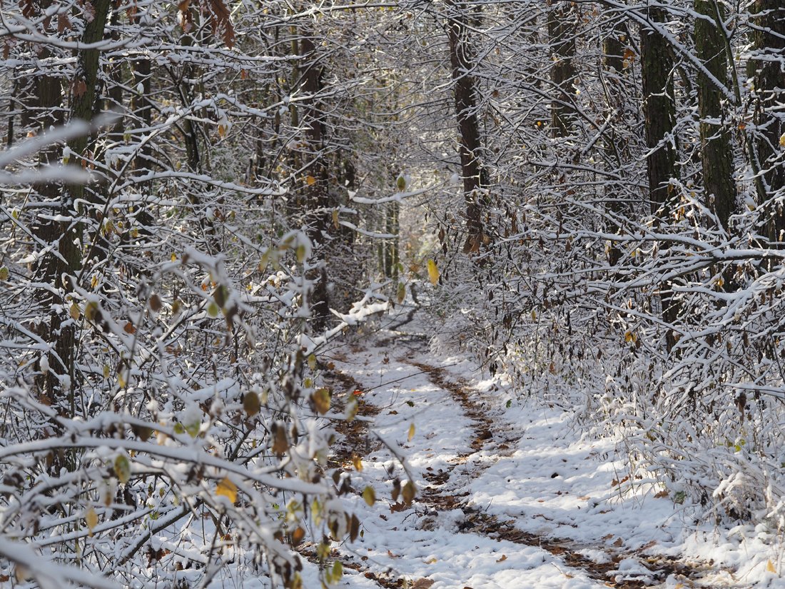 /Pěšina v zasněženém lese. /Pěšina v zasněženém lese.