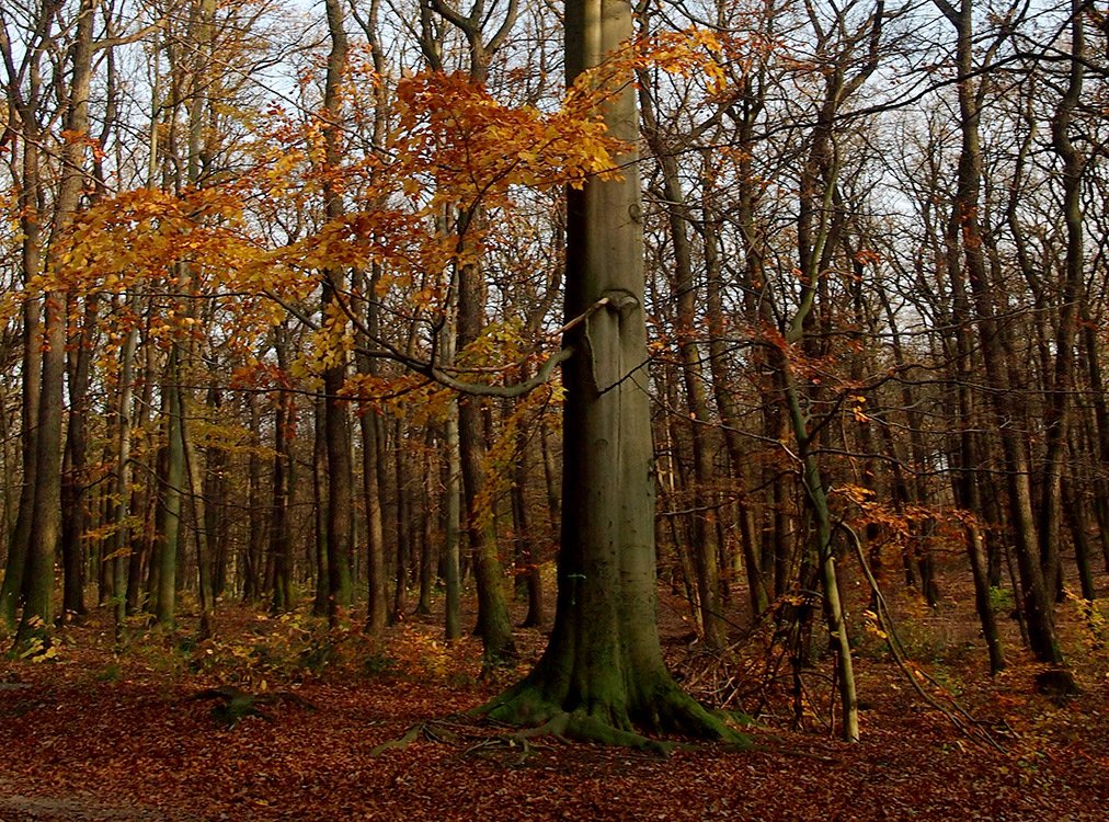 /Tlustý kmen mohutného buku. /Tlustý kmen mohutného buku.