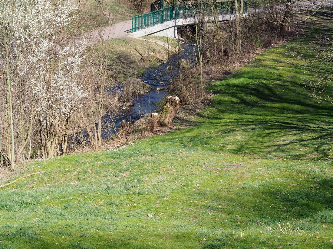 /Ořezané vrby, Divoká Šárka. /Ořezané vrby, Divoká Šárka.