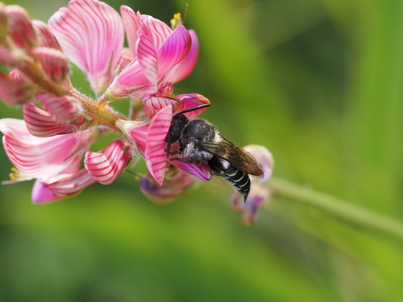 /Kuželitka saje nektar z kvítků vičence.