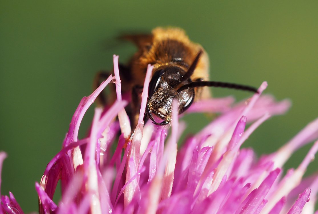 /Lasioglossum xanthopus, portrét samečka.