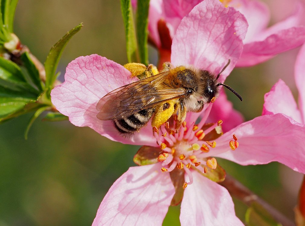 /Mandloň nízká a pískoryka Andrena gravida.