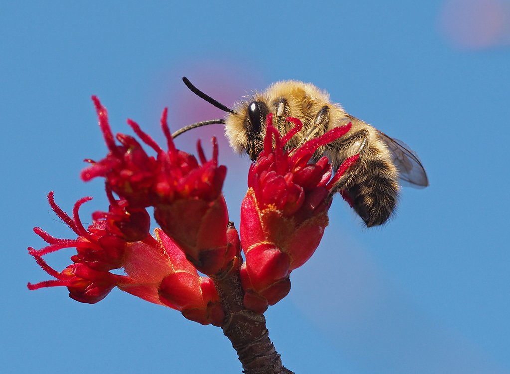 /Hedvábnice, sameček na květu javoru červeného.