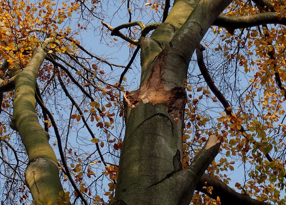 /Detail místa na kmeni, kde se větev odlomila.