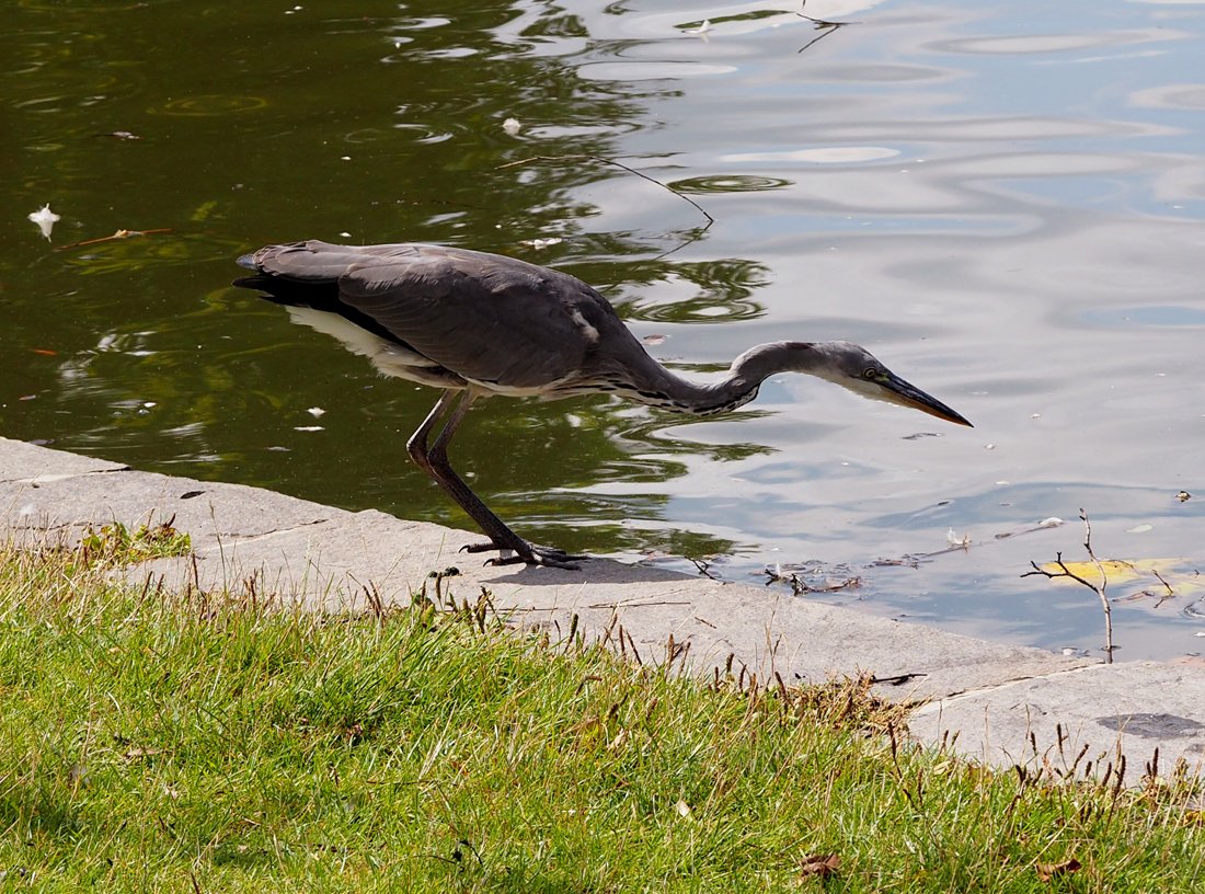 /Volavka se připravuje na ulovení ryby.