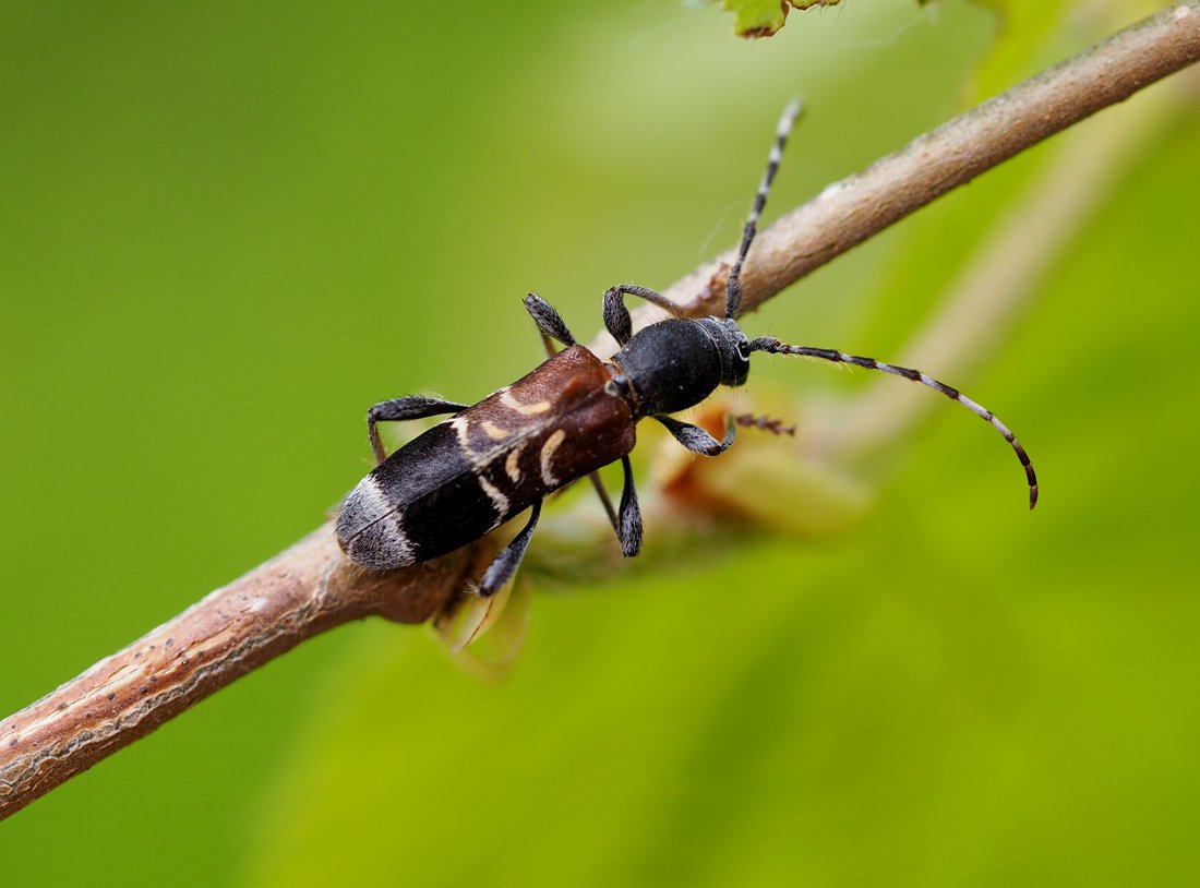 /Tesařík kuloštítník temný.