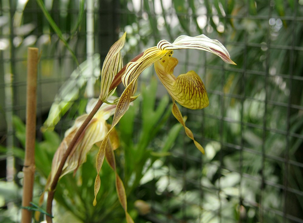 /Vrcholový květ vzácné orchideje.