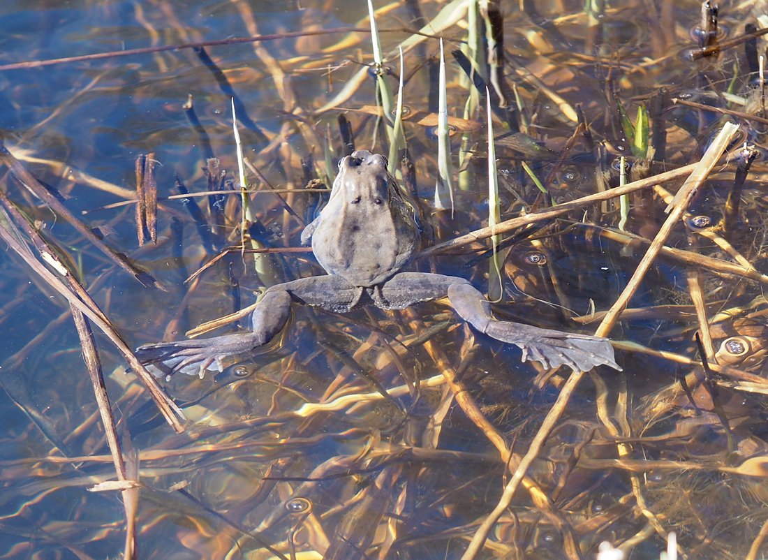 /Skokan hnědý má na zadních nohách plovací blány. /Skokan hnědý má na zadních nohách plovací blány.