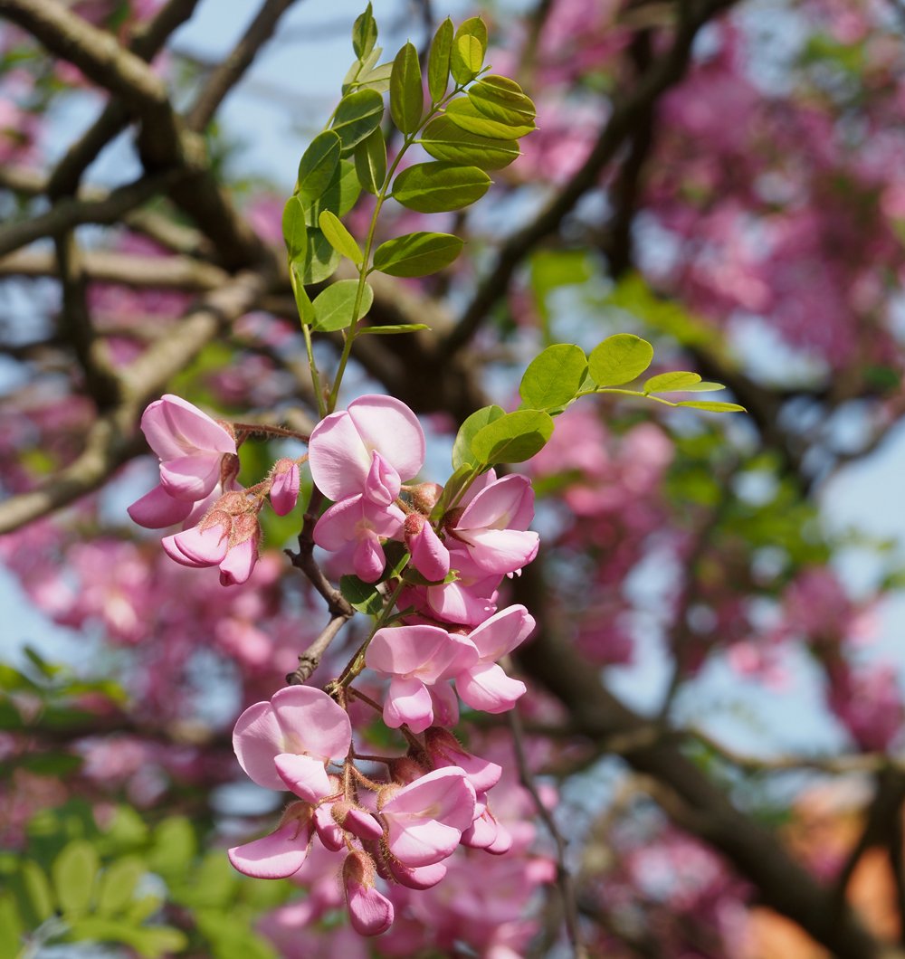 /Robinia hispida, květy a listy.