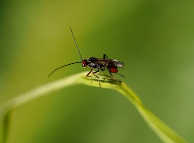 Lumčík Dinocampus coccinellae