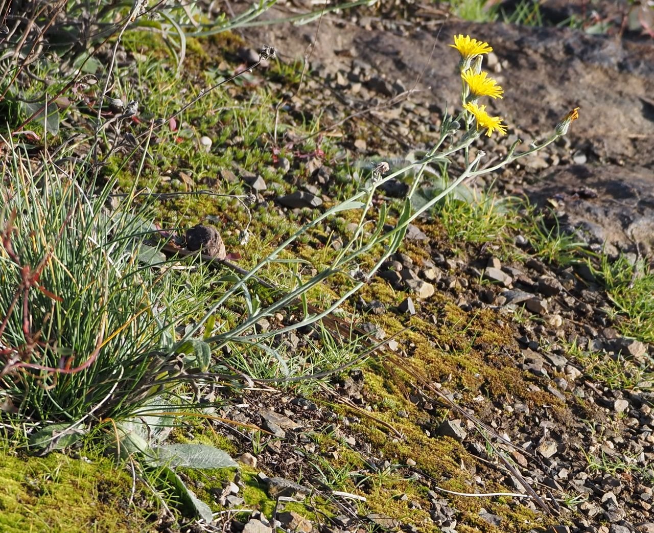 /Jestřábník na skále v listopadu.