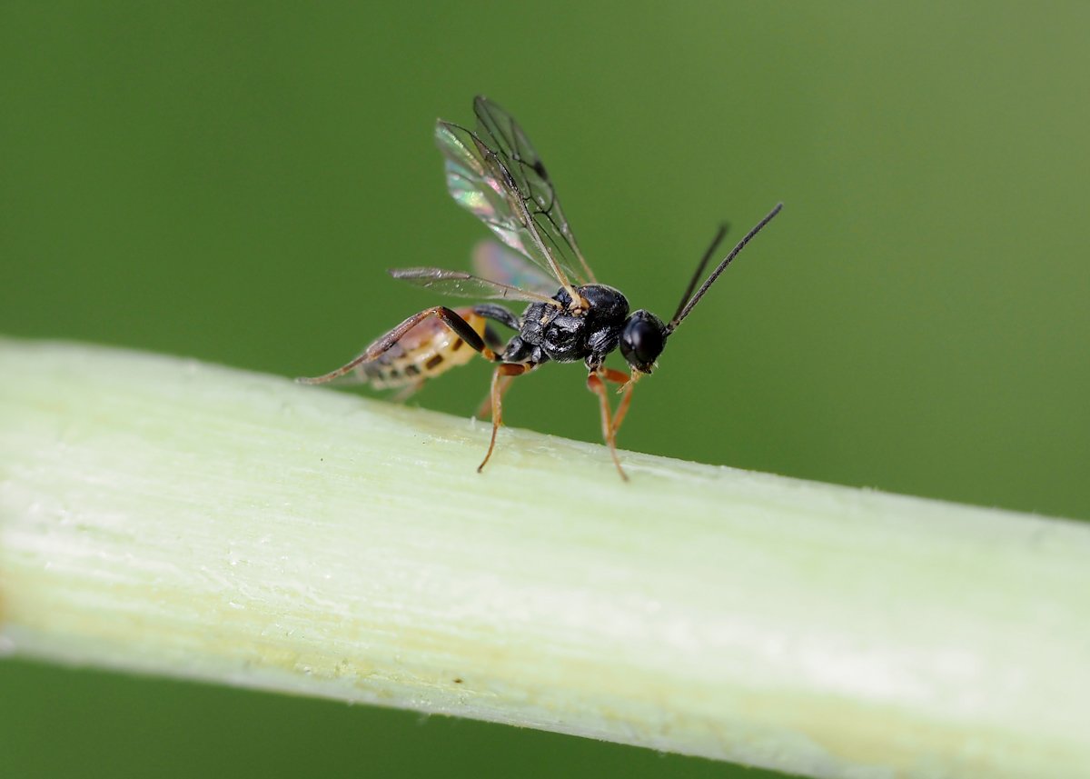 /Lumek Orthopelma mediator, samička při odletu. /Lumek Orthopelma mediator, samička při odletu.
