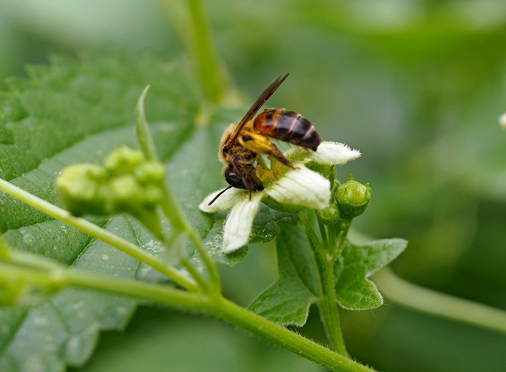 /Pískorypka posedová saje nektar z květu.