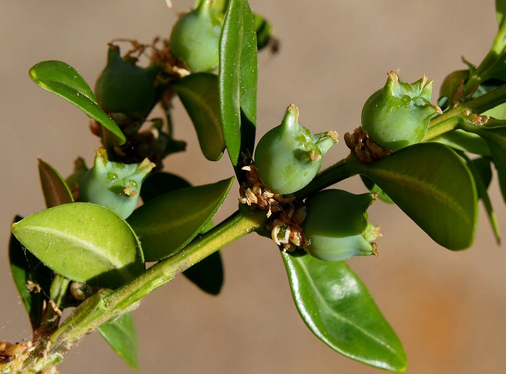 /Buxus, zelené nezralé plody.