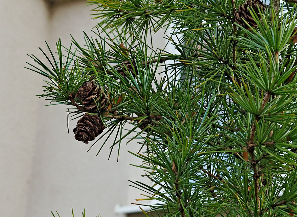 /Pajehličník přeslenitý, šiška. /Pajehličník přeslenitý, šiška.